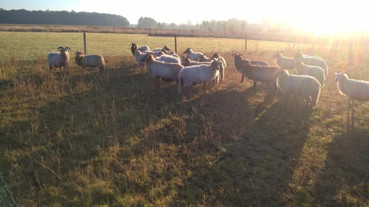 Pipowagen Elsebein Groningen Westerwolde Unieke Ligging Met Eigen Tuin En Vrij Uitzicht Over Veld Naar Natuurgebied Onstwedde Exteriér fotografie